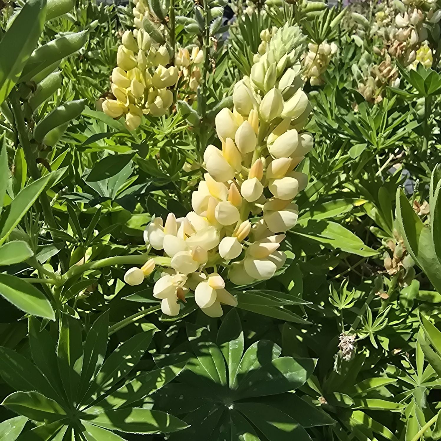 Lupin - Lupinus polyphyllus 'Legendary Yellow Shades'
