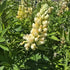 Lupin - Lupinus polyphyllus 'Legendary Yellow Shades'