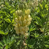 Lupin - Lupinus polyphyllus 'Legendary Yellow Shades'