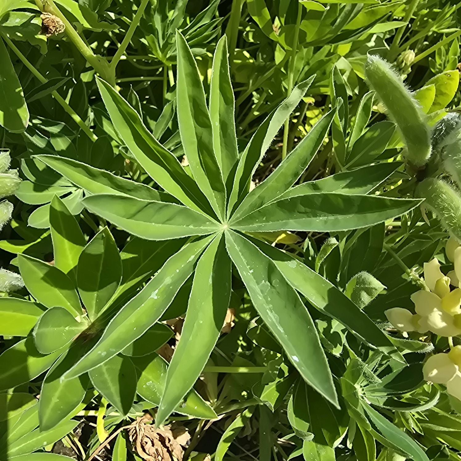 Lupin - Lupinus polyphyllus 'Legendary Yellow Shades'