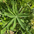 Lupin - Lupinus polyphyllus 'Legendary Yellow Shades'