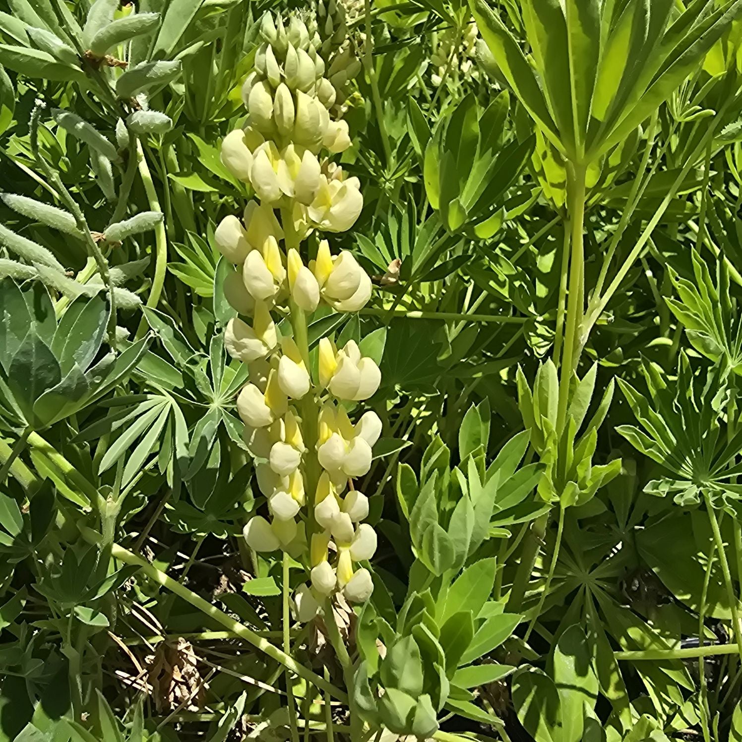 Lupin - Lupinus polyphyllus 'Legendary Yellow Shades'