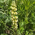Lupin - Lupinus polyphyllus 'Legendary Yellow Shades'