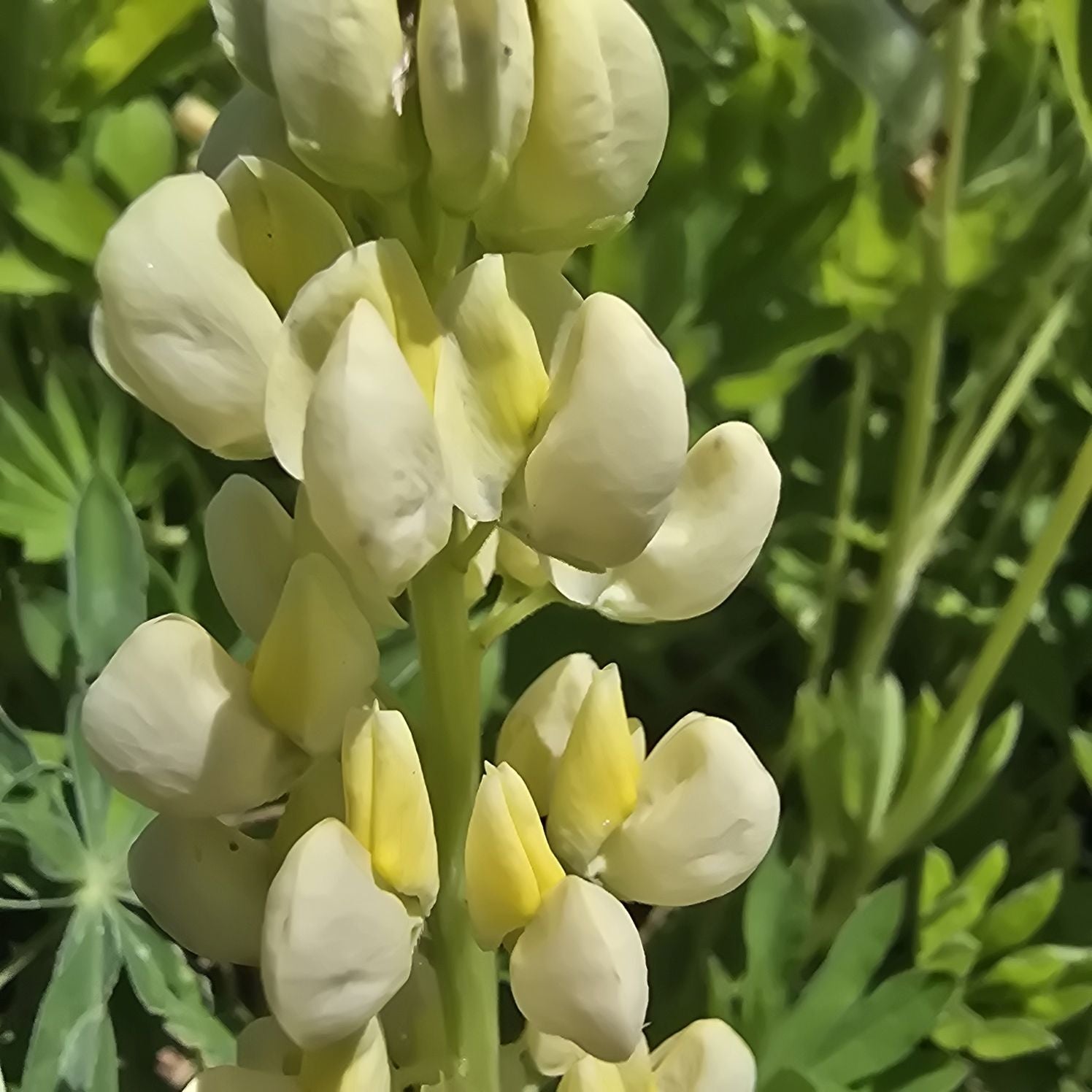 Lupin - Lupinus polyphyllus 'Legendary Yellow Shades'