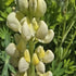 Lupin - Lupinus polyphyllus 'Legendary Yellow Shades'