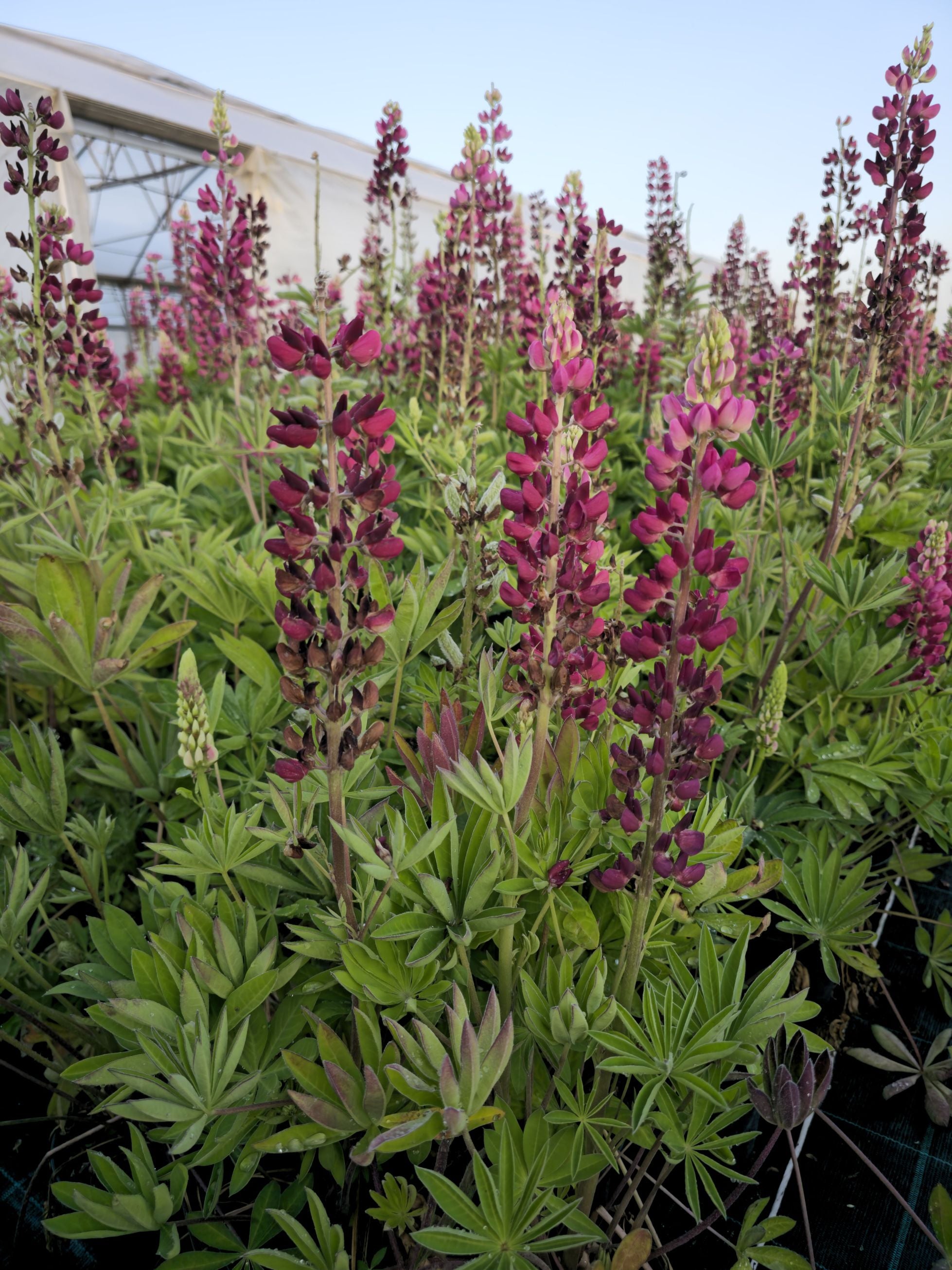 Lupin - Lupinus polyphyllus 'Legendary Rose Shades'