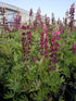 Lupin - Lupinus polyphyllus 'Legendary Rose Shades'