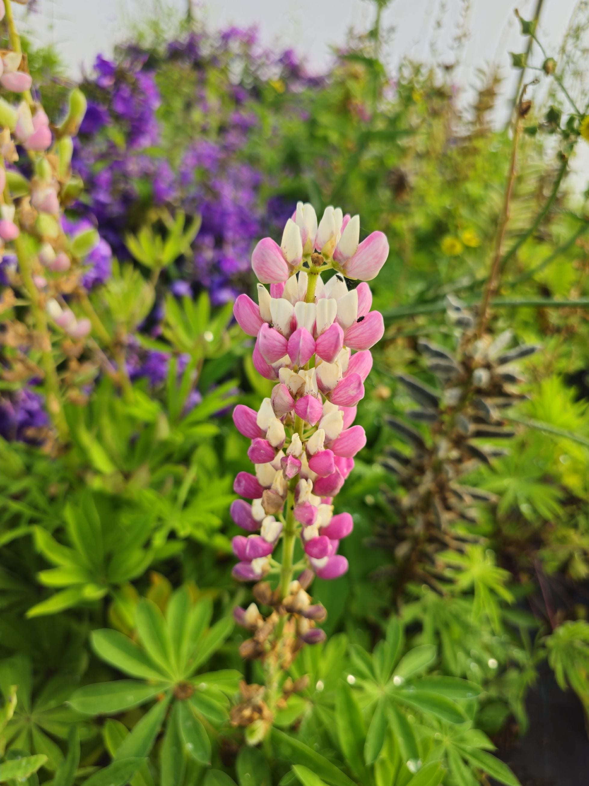 Lupin - Lupinus polyphyllus 'Legendary Rose Shades'