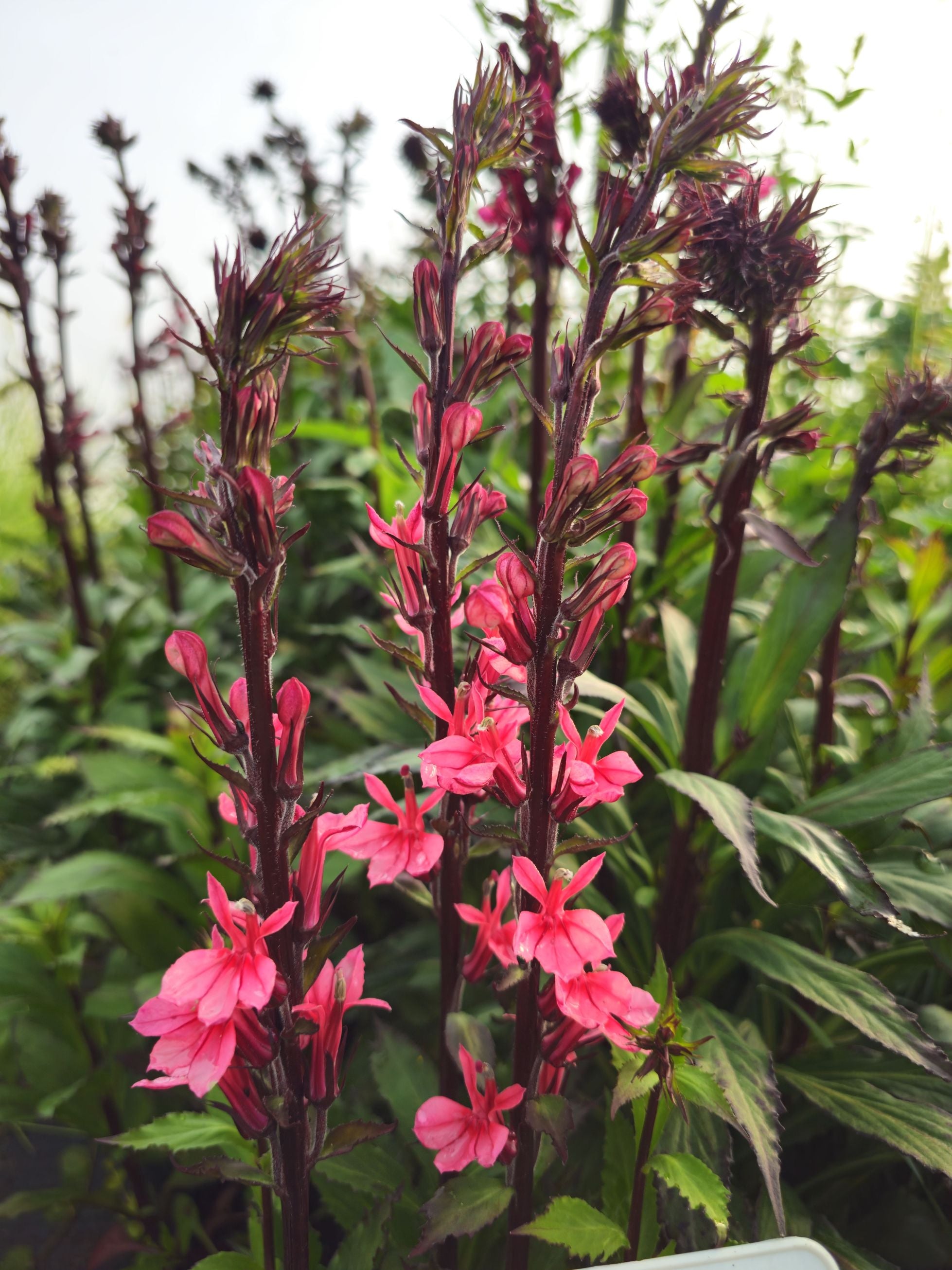 Lupin - Lupinus polyphyllus 'Legendary Rose Shades'