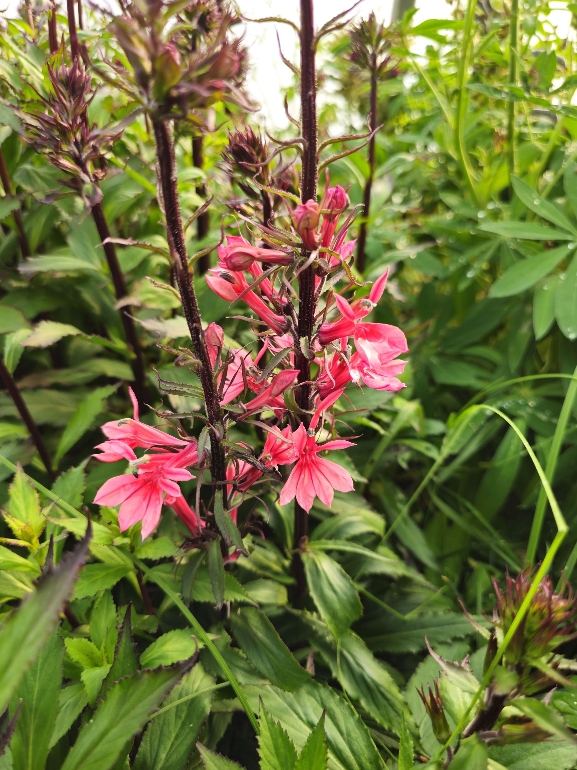 Lupin - Lupinus polyphyllus 'Legendary Rose Shades'