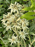 Lupin - Lupinus polyphyllus 'Legendary Rose Shades'
