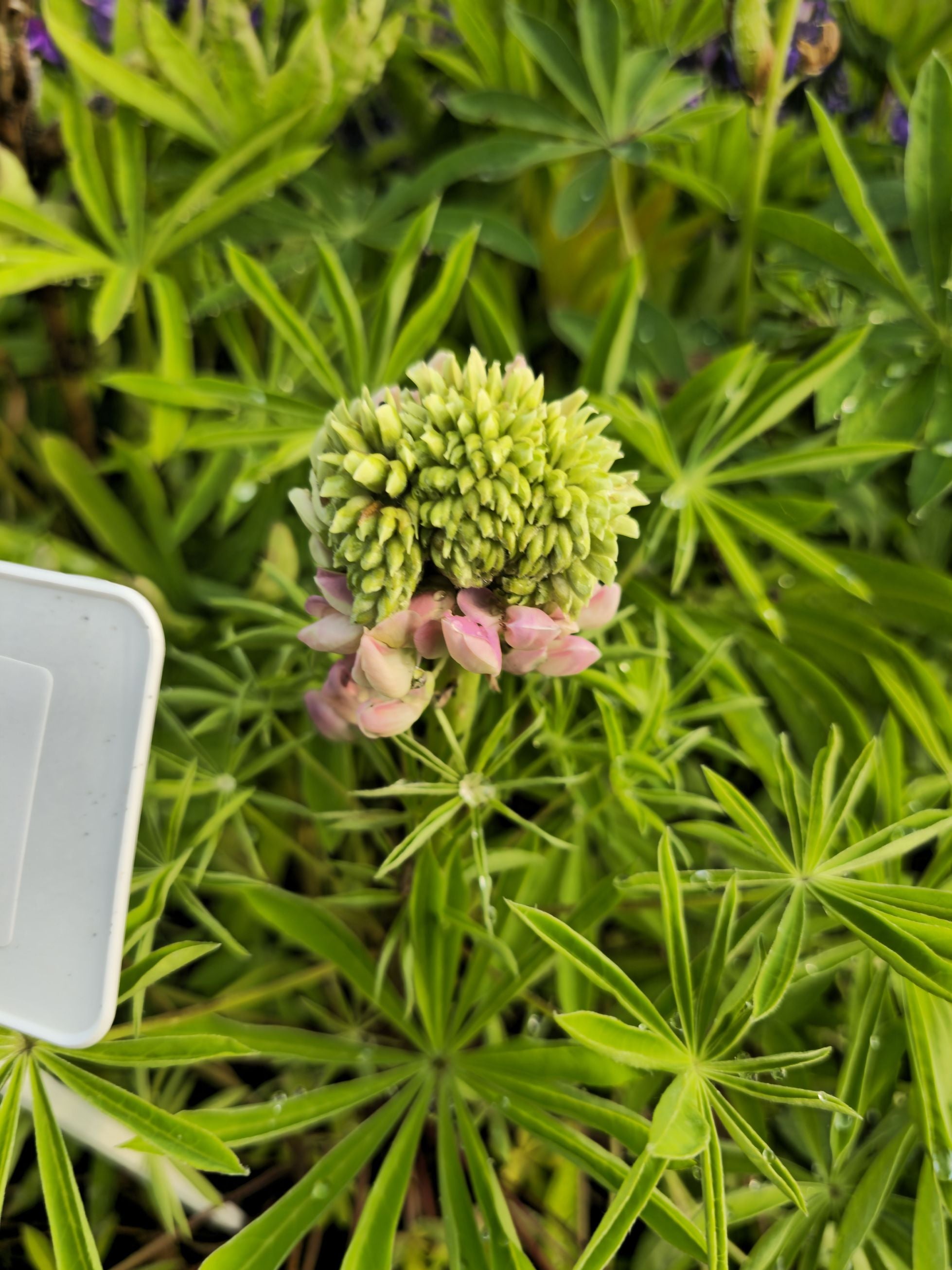 Lupin - Lupinus polyphyllus 'Legendary Rose Shades'