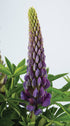 Lupin - Lupinus polyphyllus 'Legendary Blue Shades'