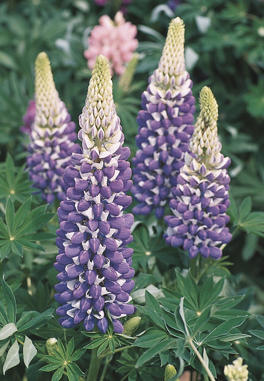 Lupin - Lupinus polyphyllus 'Legendary Blue Shades'