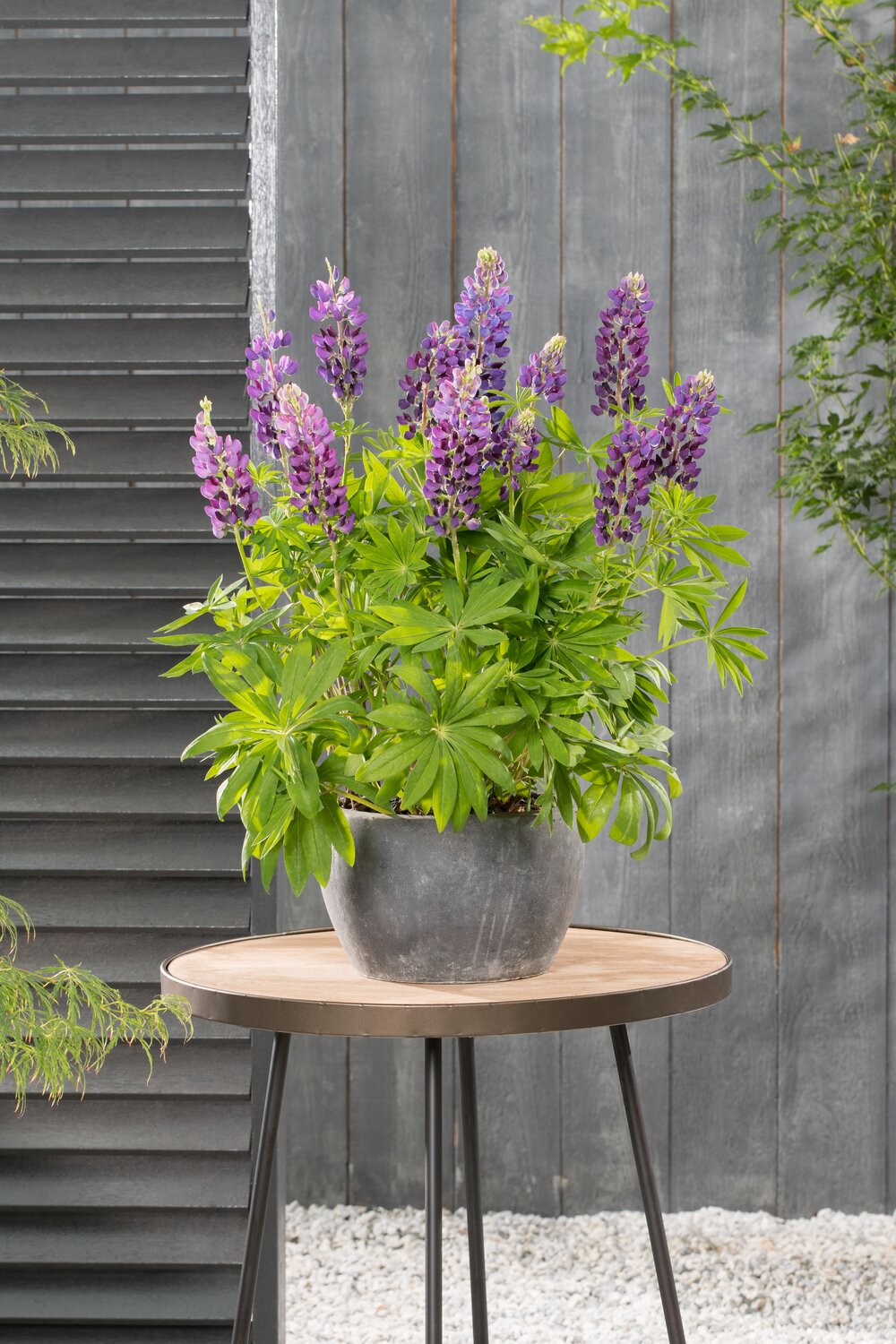 Lupin - Lupinus polyphyllus 'Legendary Blue Shades'