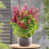 Lupin - Lupinus polyphyllus 'Legendary Red Shades'