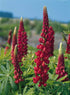 Lupin - Lupinus polyphyllus 'Legendary Red Shades'
