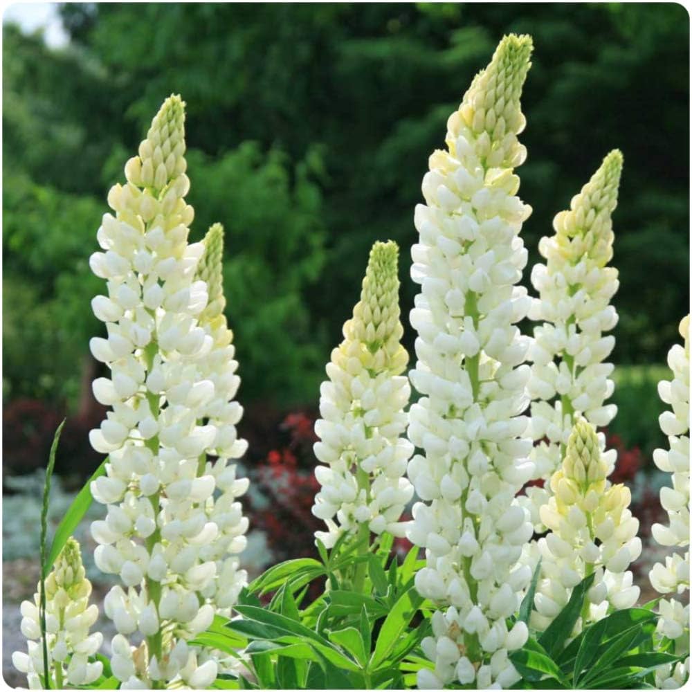 Lupin - Lupinus polyphyllus 'Legendary White Shades'
