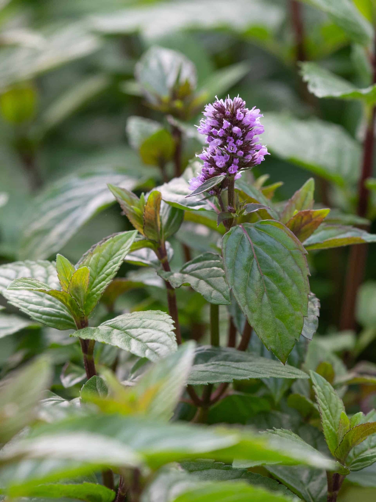 Menta ciocolată - Mentha piperita 'Chocolate'