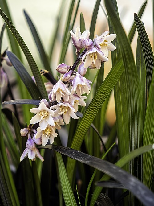 Barba Șarpelui - Ophiopogon Planiscapus 'Niger'