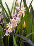 Barba Șarpelui - Ophiopogon Planiscapus 'Niger'