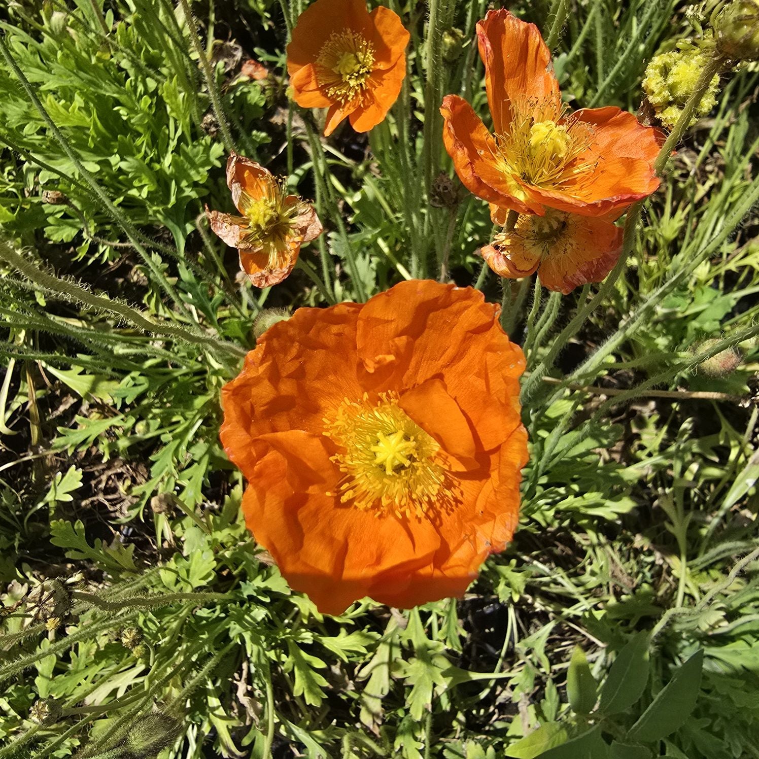 Mac islandez - Papaver nudicaule 'Pop-up Orange'
