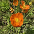 Mac islandez - Papaver nudicaule 'Pop-up Orange'