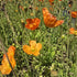 Mac islandez - Papaver nudicaule 'Pop-up Orange'