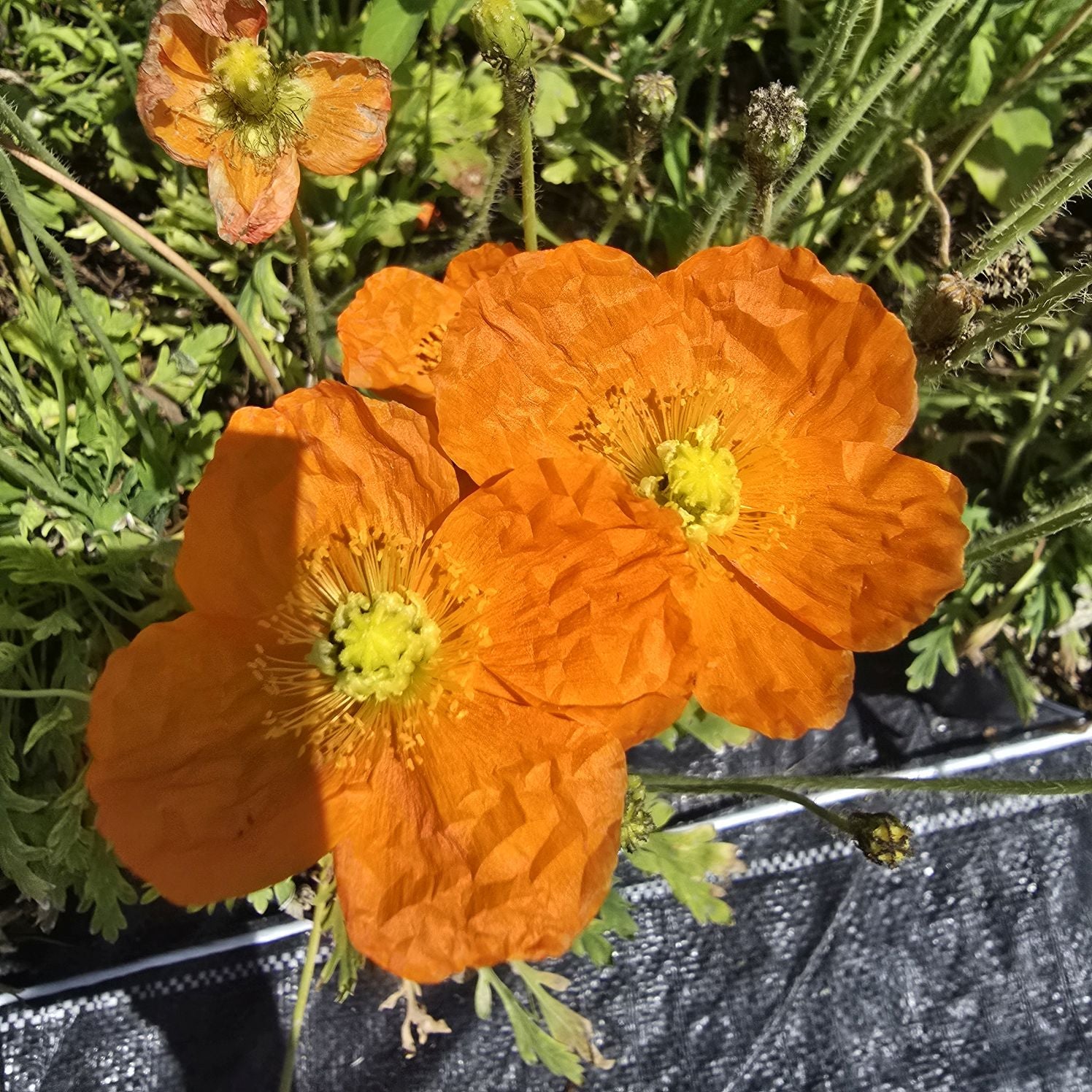 Mac islandez - Papaver nudicaule 'Pop-up Orange'