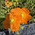 Mac islandez - Papaver nudicaule 'Pop-up Orange'