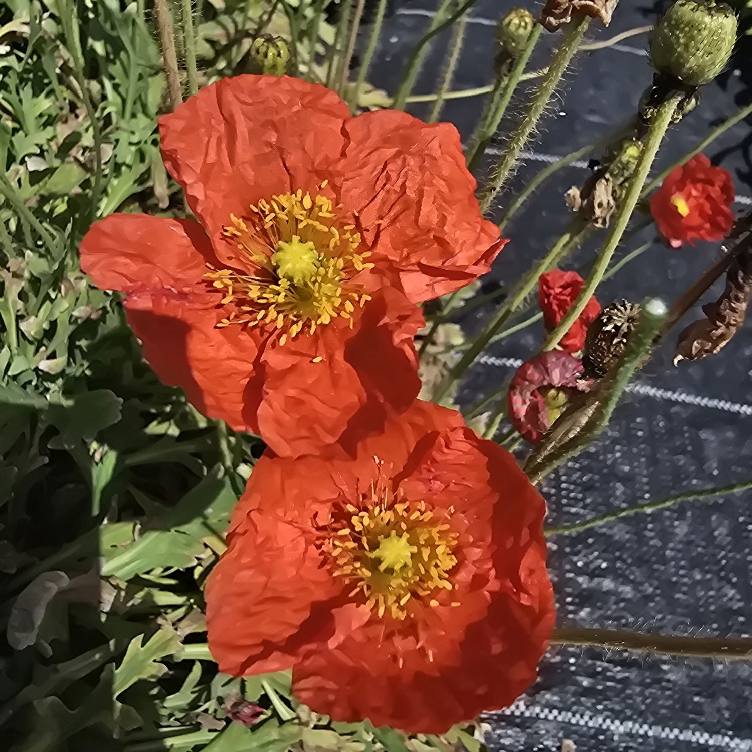 Mac islandez - Papaver nudicaule 'Pop-up Red'