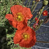 Mac islandez - Papaver nudicaule 'Pop-up Red'