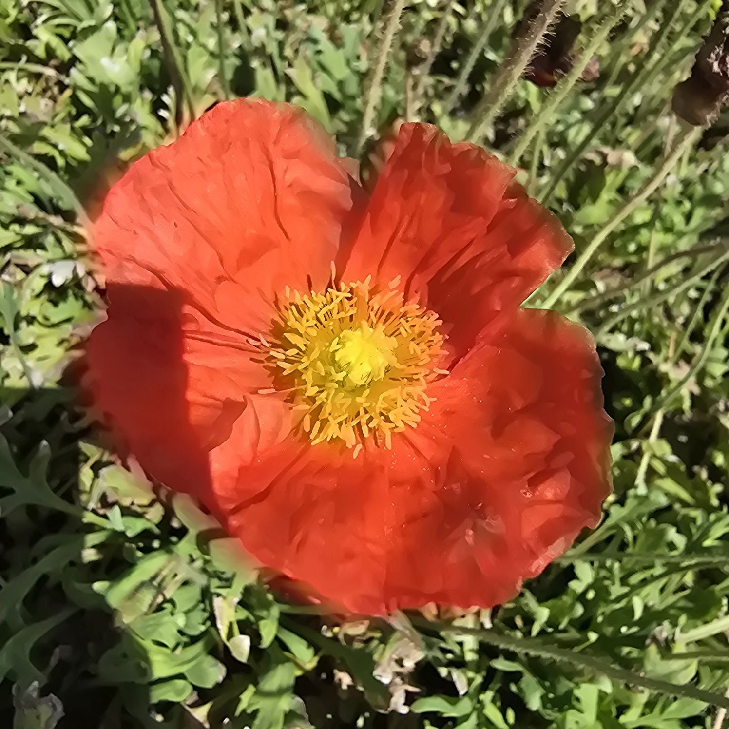 Mac islandez - Papaver nudicaule 'Pop-up Red'