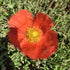 Mac islandez - Papaver nudicaule 'Pop-up Red'