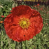 Mac islandez - Papaver nudicaule 'Pop-up Red'