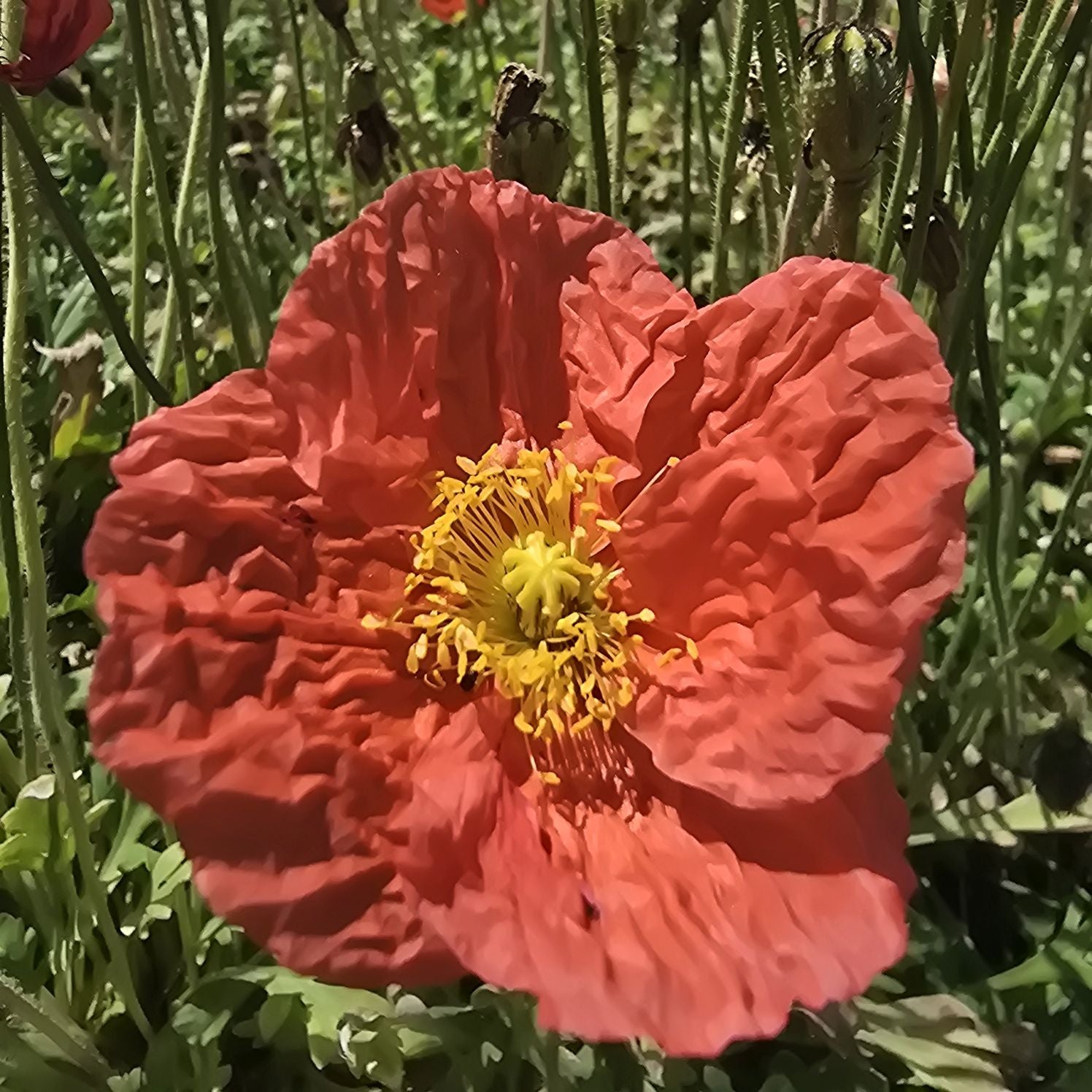 Mac islandez - Papaver nudicaule 'Pop-up Rose'