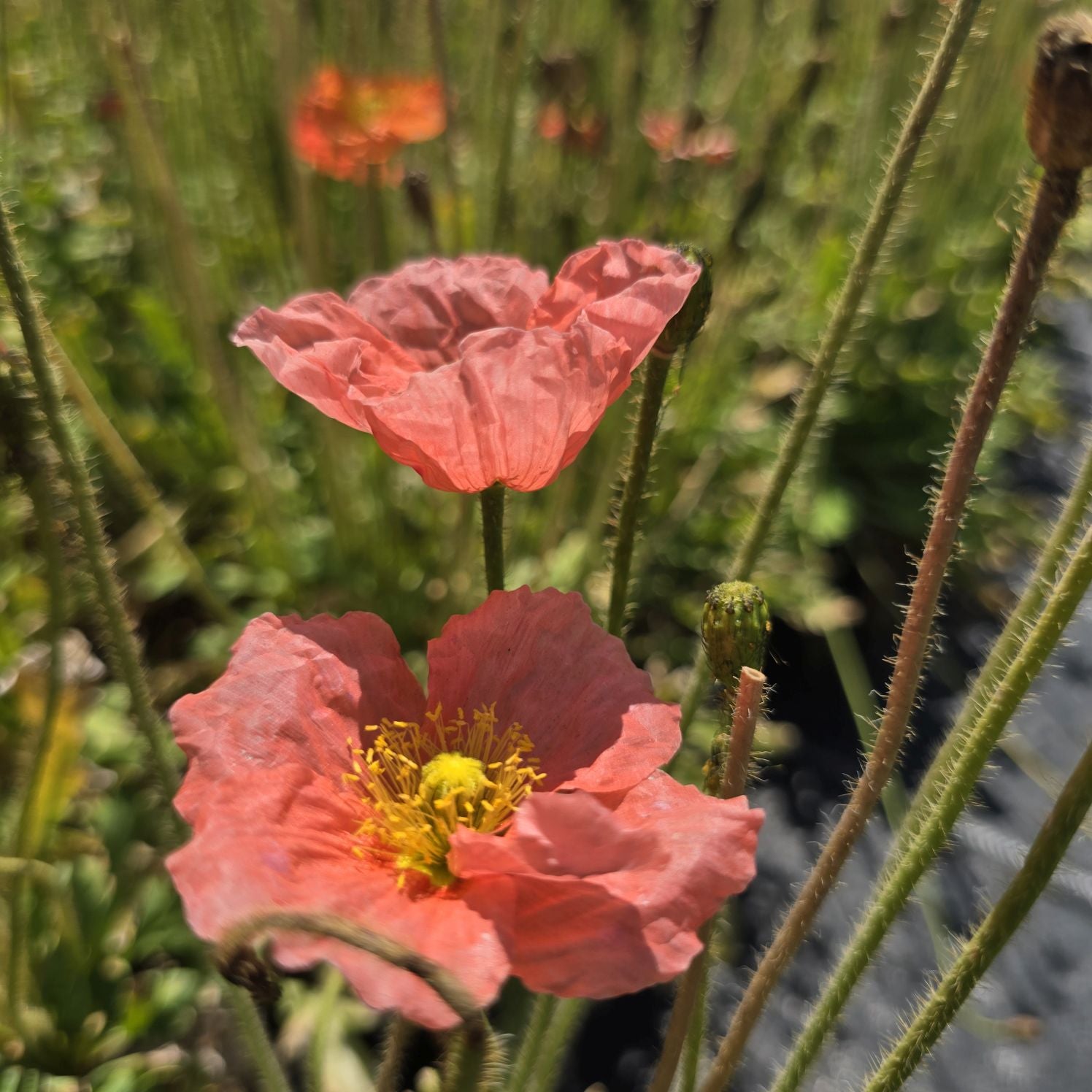 Mac islandez - Papaver nudicaule 'Pop-up Rose'