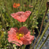 Mac islandez - Papaver nudicaule 'Pop-up Rose'