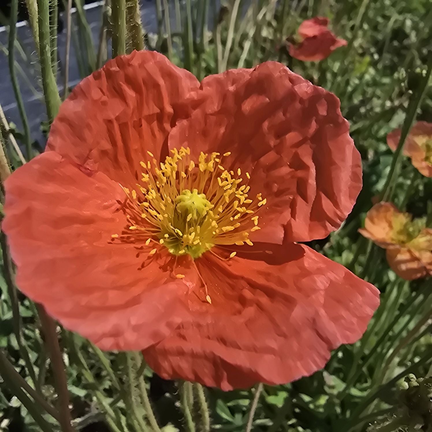 Mac islandez - Papaver nudicaule 'Pop-up Rose'