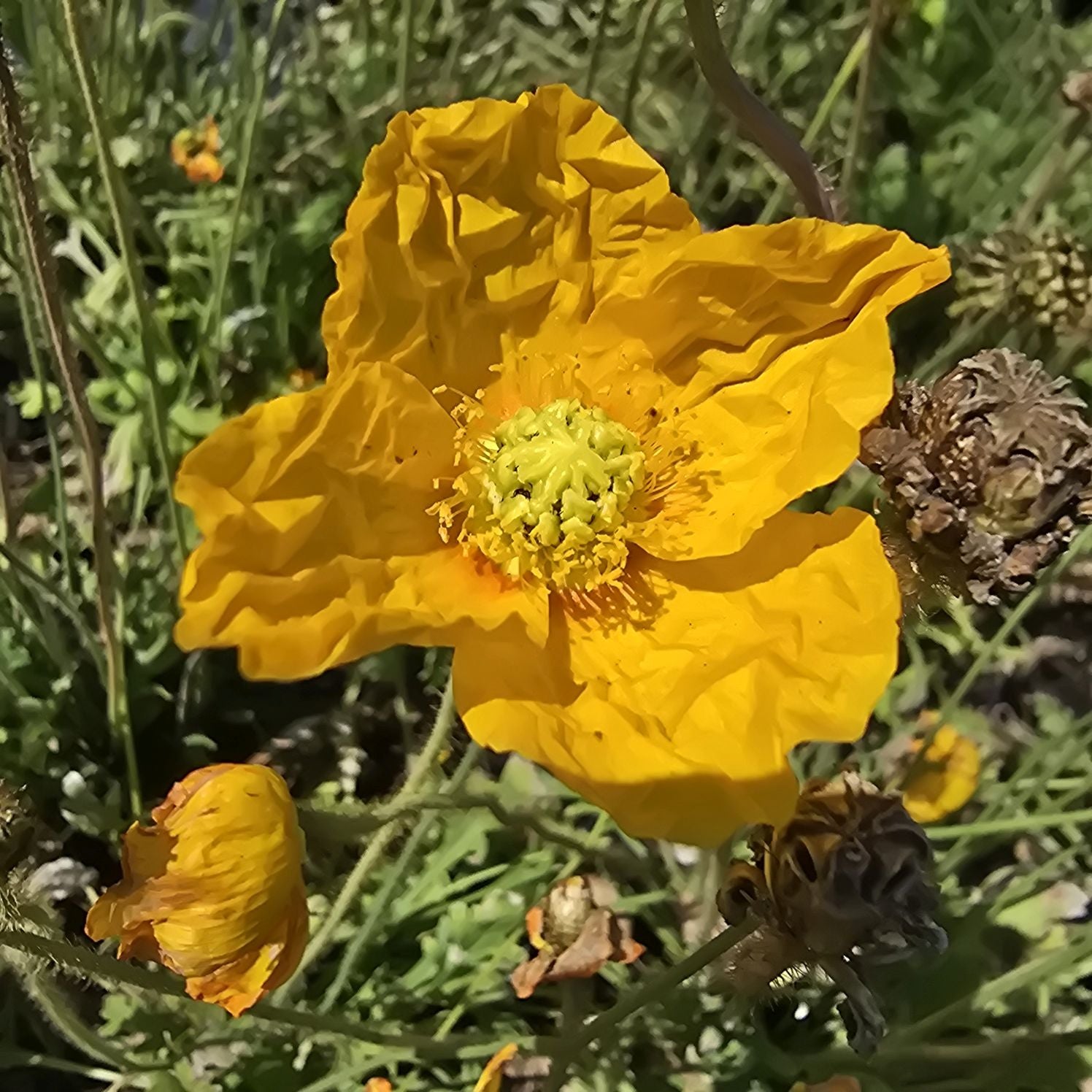 Mac islandez - Papaver nudicaule 'Pop-up Yellow'