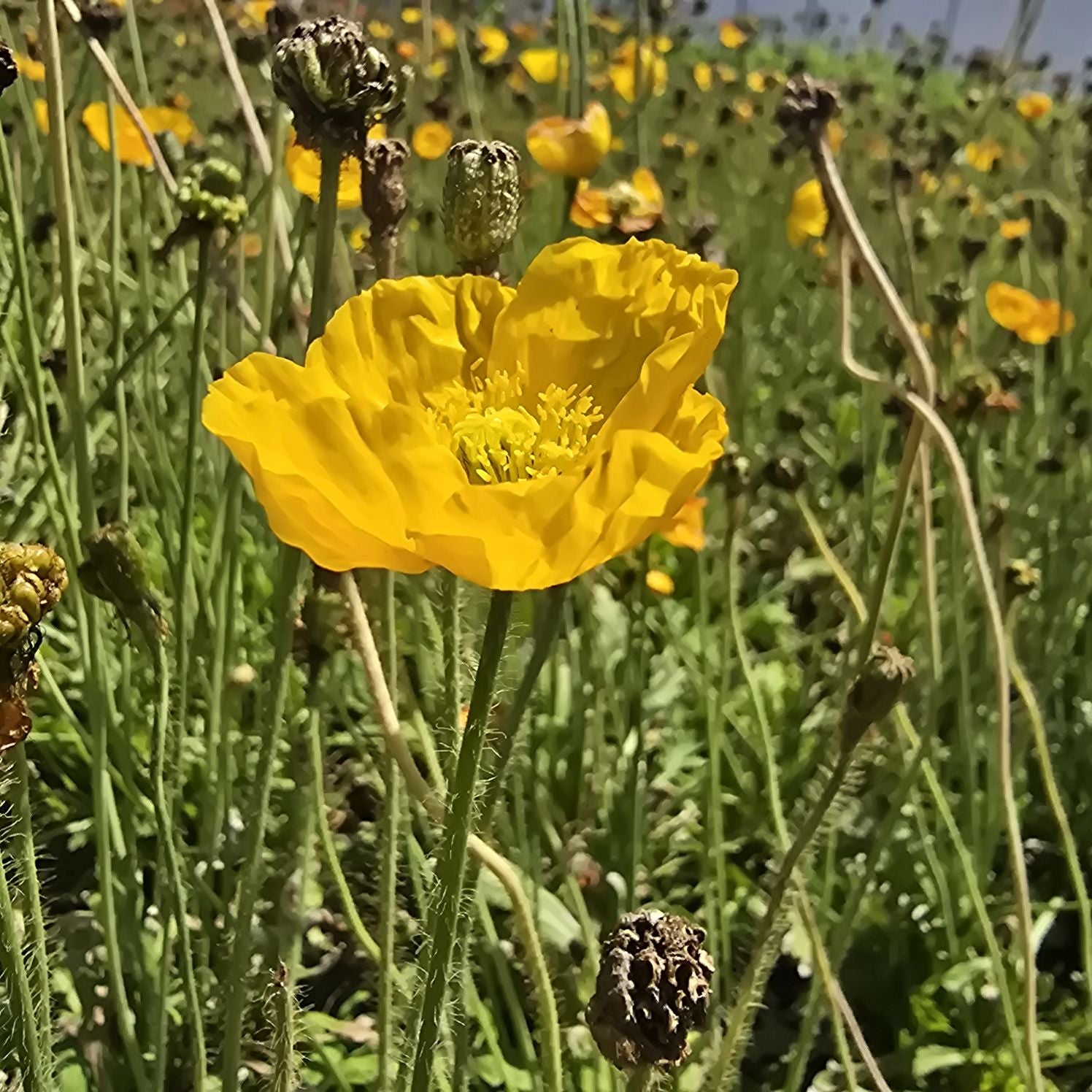 Mac islandez - Papaver nudicaule 'Pop-up Yellow'