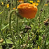 Mac islandez - Papaver nudicaule 'Pop-up Yellow'
