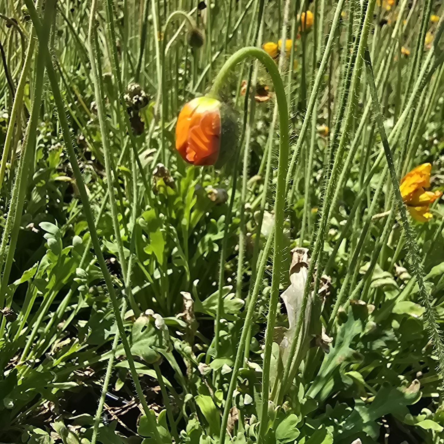 Mac islandez - Papaver nudicaule 'Pop-up Yellow'