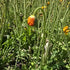 Mac islandez - Papaver nudicaule 'Pop-up Yellow'