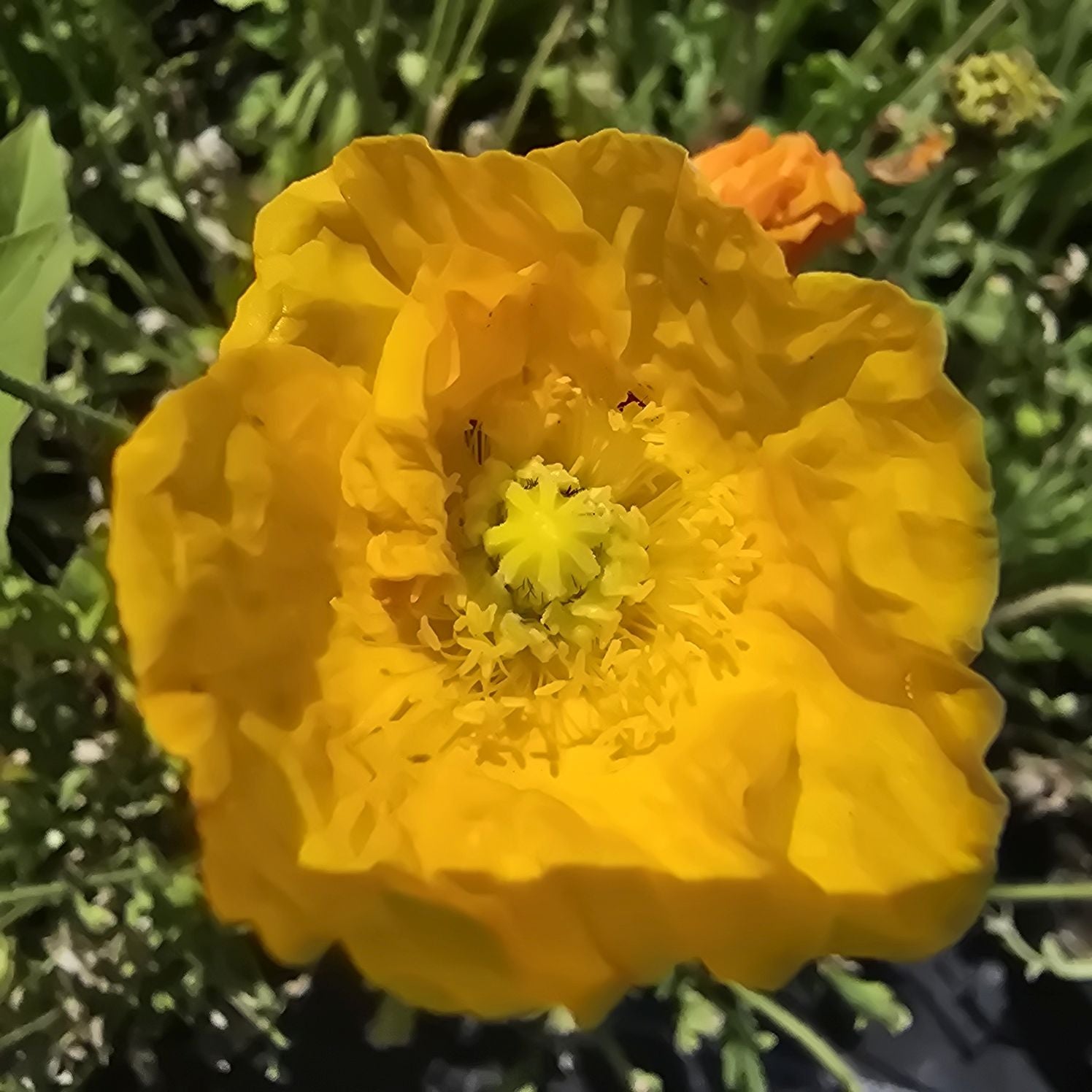 Mac islandez - Papaver nudicaule 'Pop-up Yellow'