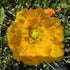 Mac islandez - Papaver nudicaule 'Pop-up Yellow'
