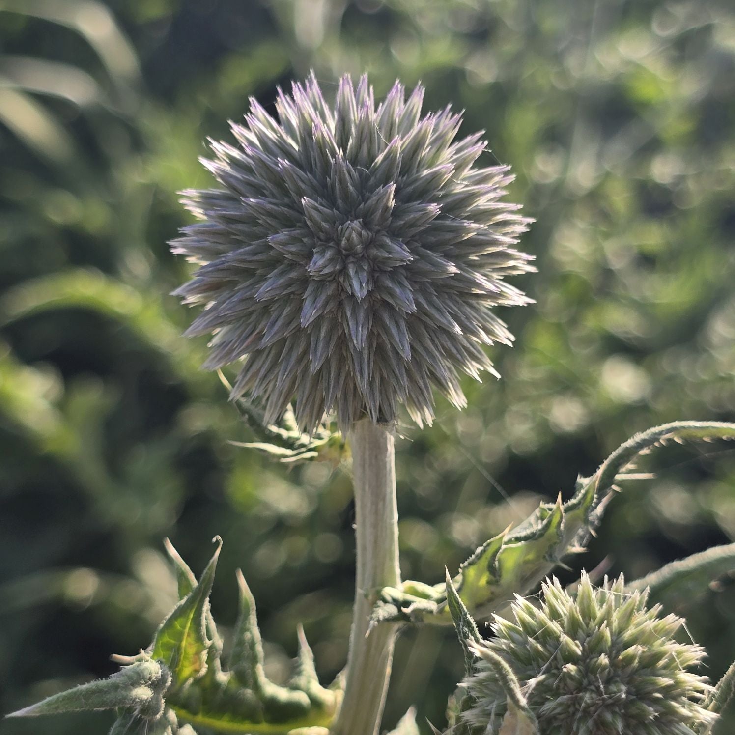 Măciuca Ciobanului - Echinops Ritro