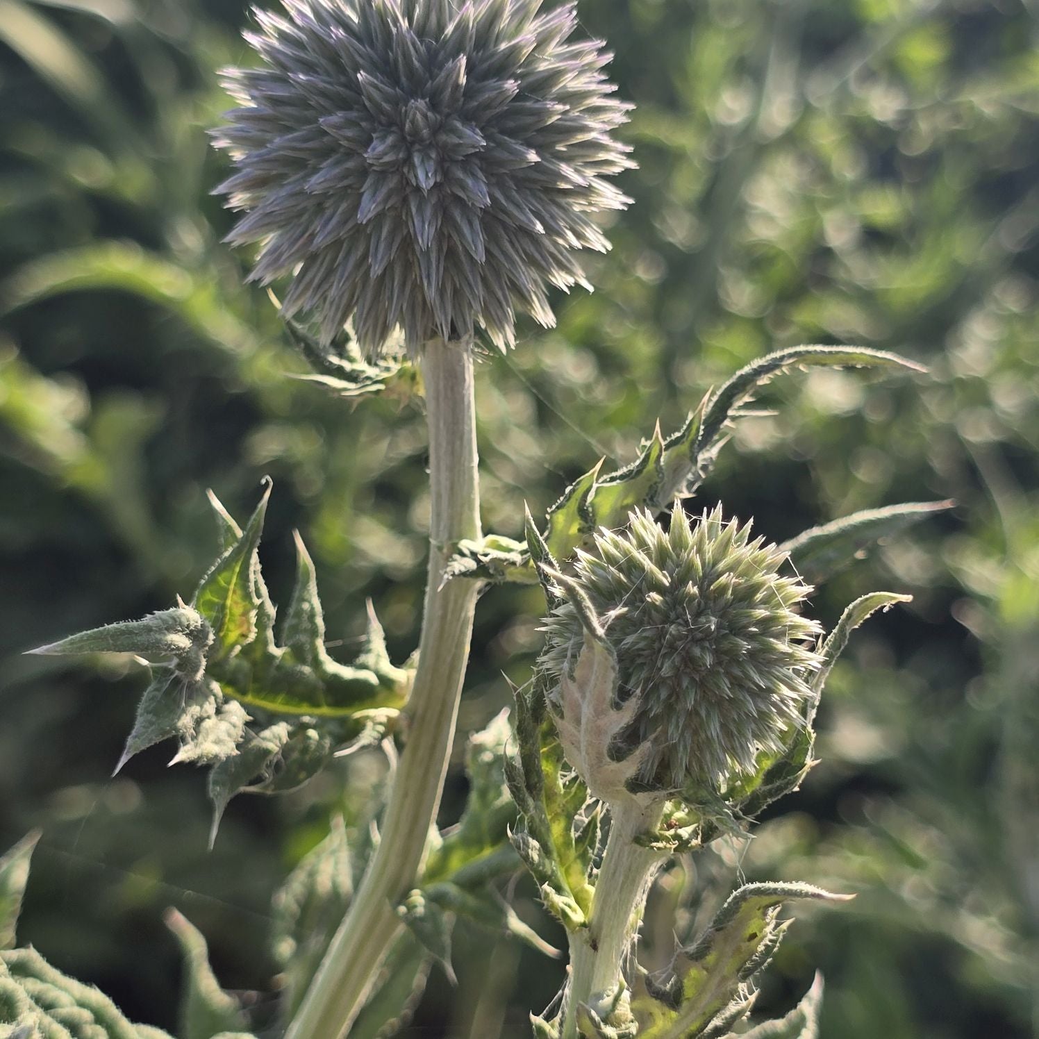Măciuca Ciobanului - Echinops Ritro