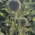 Măciuca Ciobanului - Echinops Ritro