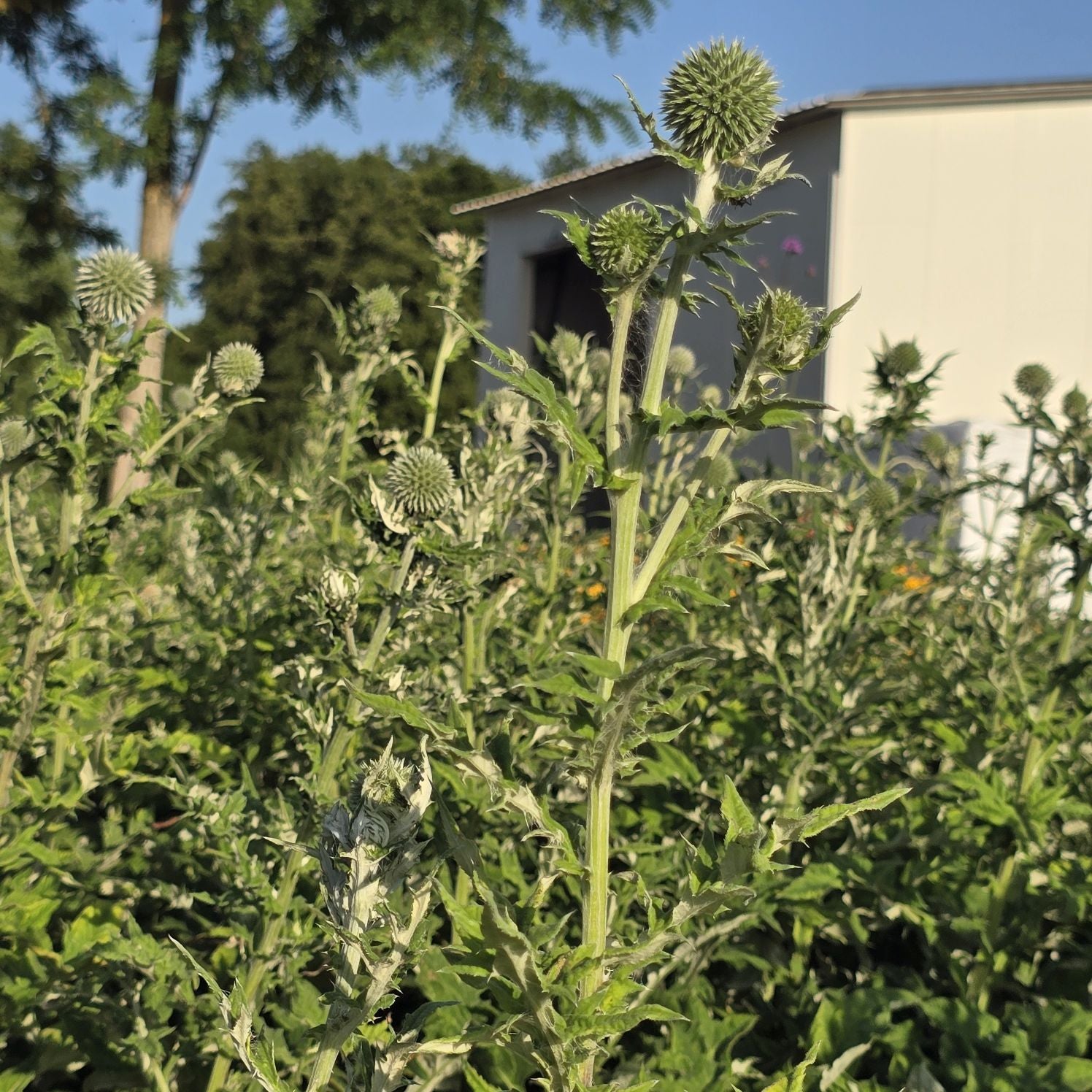 Măciuca Ciobanului - Echinops Ritro